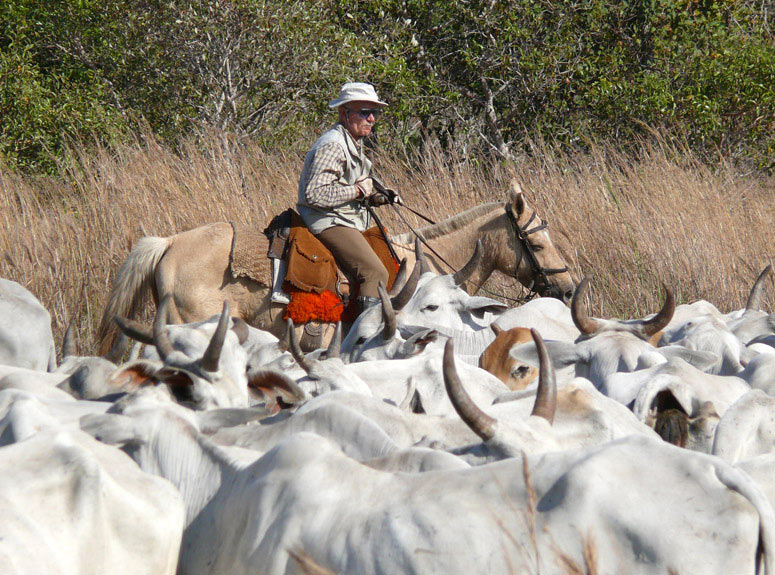 Domenico Piolanti at the cattle drive
